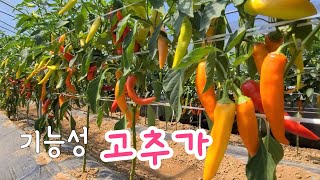 주렁주렁 당조고추