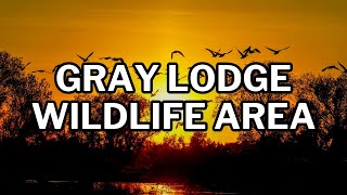 Make Your Annual Winter Visit to the Gray Lodge Wildlife Area in Gridley, CA │ Explore Butte County