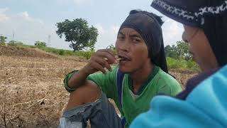 Download lagu enak'e dadi wong tani mp3