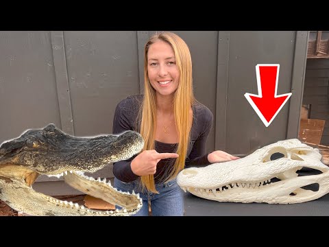 DIY Gator Euro Skull Mount | Cheap, Easy Step by Step Taxidermy Tutorial