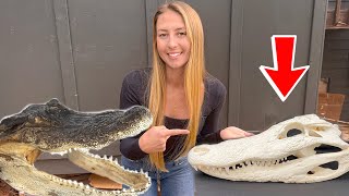 DIY Gator Euro Skull Mount | Cheap, Easy Step by Step Taxidermy Tutorial