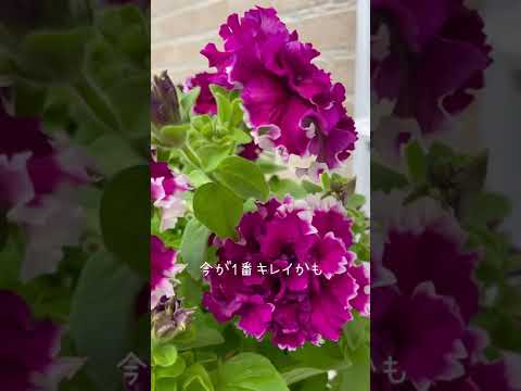  10月末までペチュニアの開花を促進して鑑賞するにはどうすればよいですか？  庭園