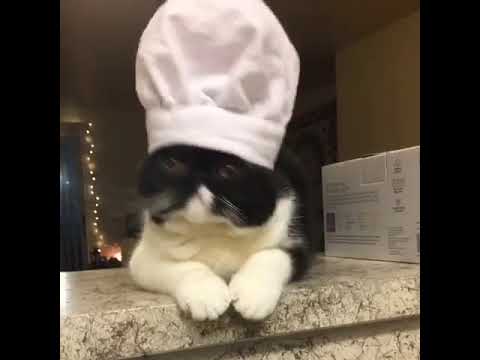 Animalsdt black cat with white chef hat on