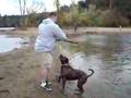 Brandy The Dog Swimming And Playing