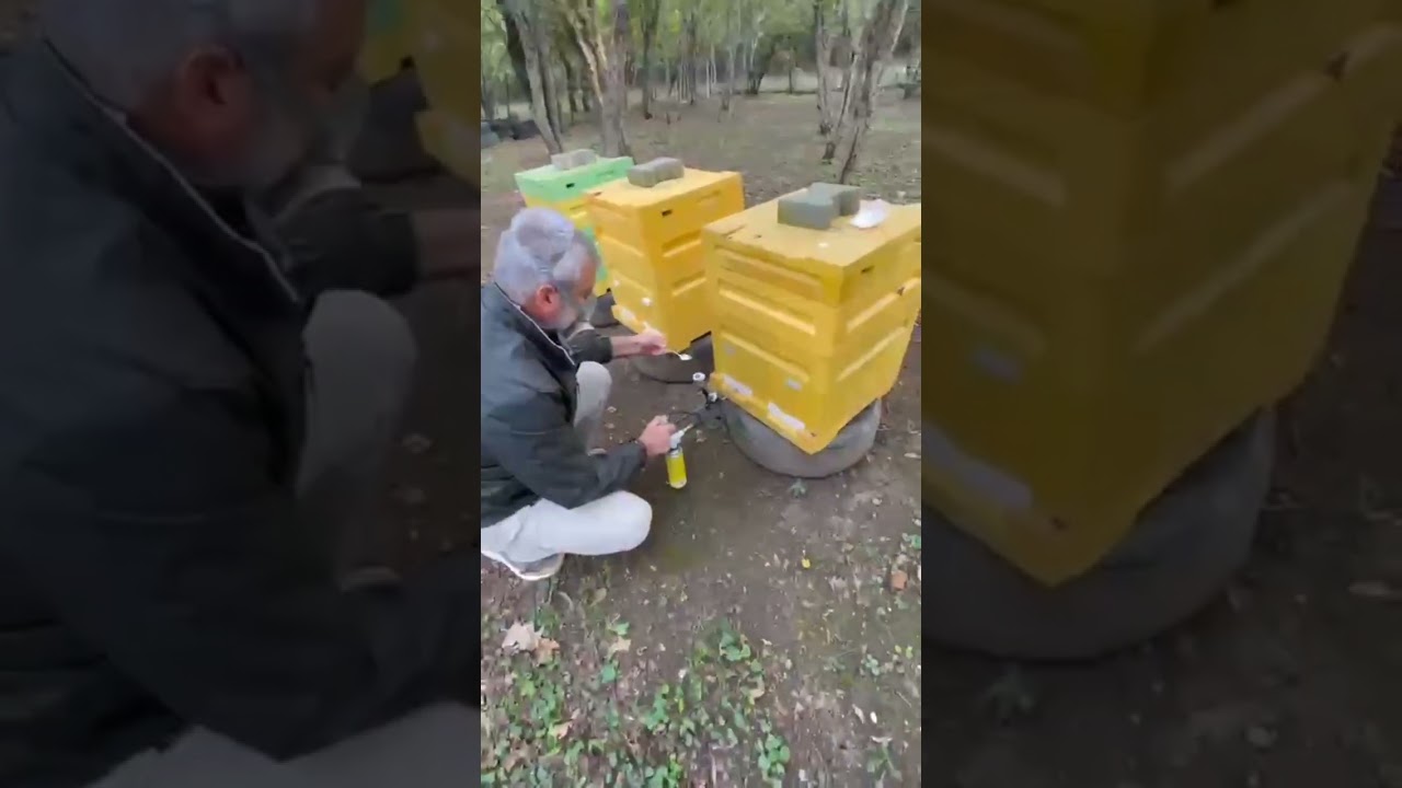 Обработка пасеки шавелькой 