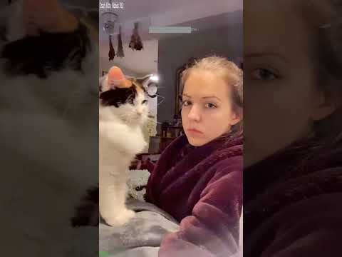 Cute Cats ❤️ Cute Cats Kittens 😸 # Episode 8262