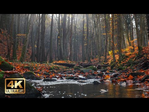 Foggy Autumn Forest Stream | 10h Relaxing Ambience for Sleep & Study