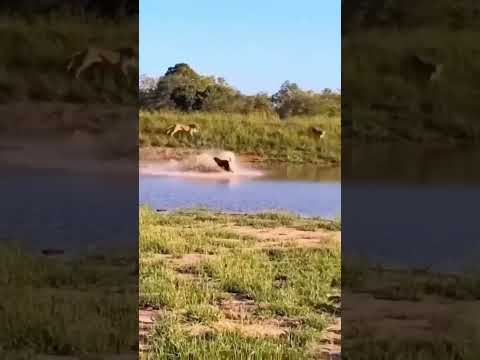 Big Fella Refused To Be Eaten.