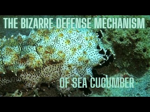 The Bizarre Defense Mechanism of Sea Cucumber