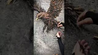 Download lagu Garuda mp3