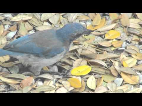 Blue Jay Hides Peanuts
