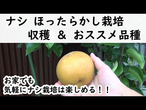 梨の古品種:おすすめ25品種 庭の練習