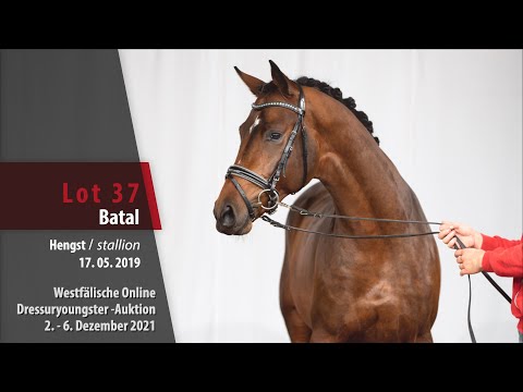 Online Dressuryoungster-Auktion Lot 37 Batal Hengst v. Bel Amour - Dauphin