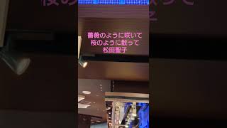 薔薇のように咲いて 桜のように散って　松田聖子