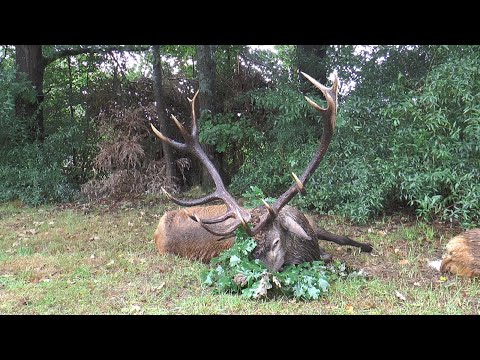 Kapitaler 14 Ender erlegt! Hirschbrunft in Polen - Pommern!