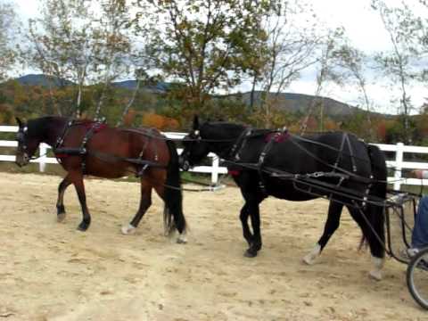 Horses training in tandem hitch, walk and trot