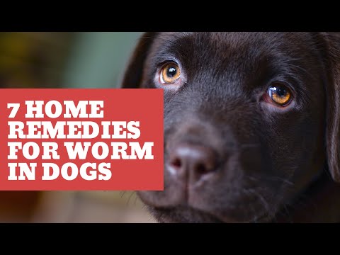 7 home remedies for worms in dogs