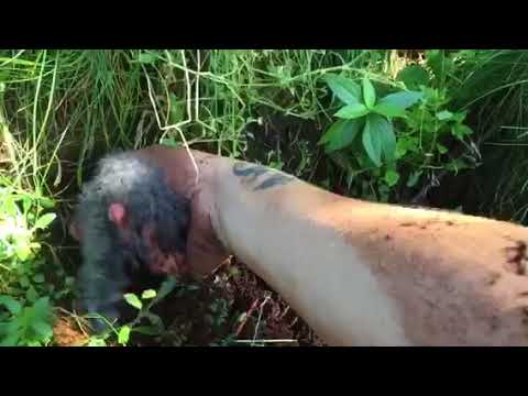 Leach's Storm Petrel Baby ~ Seabird ~ Nest Check