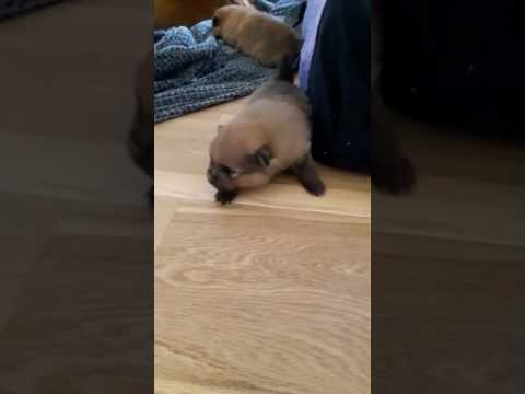 Spitz Welpe Baby sehr klein