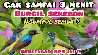 Download lagu MP3  Pikat Burcil Kombinasi  Kolibri Kelapa Ribut Dan Prenjak Starter mp3
