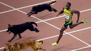 The 10 Dogs That Can Outrun Usain Bolt