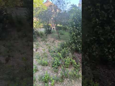 Înainte lucrare 2 - Alex Landscaping