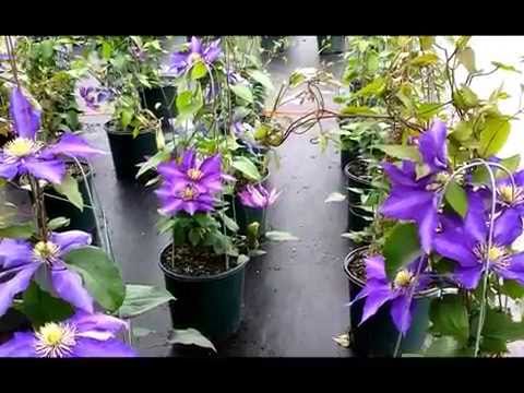 Best Flowering Vines - Clematis Daniel Deronda