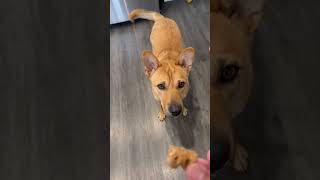 Video preview image #1 Mutt Puppy For Sale in Menifee, CA, USA