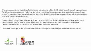 Liberación de Búho Real
