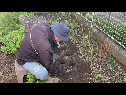 秋に咲く球根はどれですか sternbergia lutea 黄色の色には 6 本の雄しべがあります