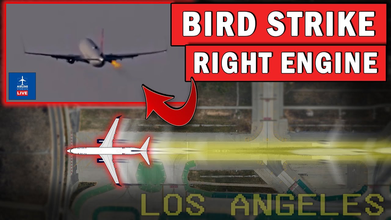 BIRD STRIKE in Right Engine During Takeoff! | Emergency Return to LAX