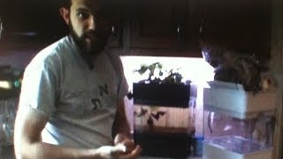 Aquaponicals table top aquaponics review plus how to set up your unit