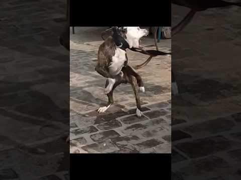 World MOST Aggressive Fighter Pitbull Tiger 🥵🥵 When my Dog sees Another Dog @2differentbreed