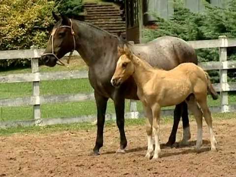 Anahy da Escondida - Lote 28