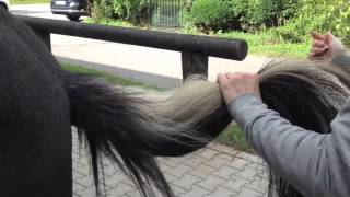 Tierheilpraxis Mugalla Kleiner Kreislauf 2013