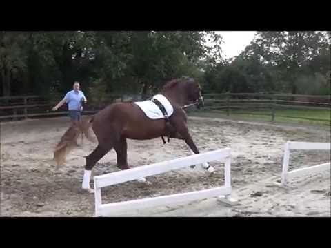 Let´s Dance v. Livaldon - Samarant - Rubinstein