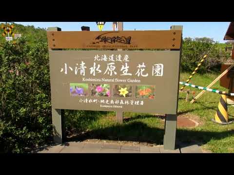 Jardín de flores primitivo de Koshimizu en verano