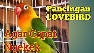 Download lagu Suara Burung Lovebird Jantan Gacor, Cepat Banget Memancing Labet Bahan Agar Cepat Ngekek mp3 Download lagu Suara Burung Lovebird Jantan Gacor, Cepat Banget Memancing Labet Bahan Agar Cepat Ngekek mp3