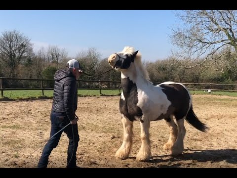 YouTube video about: How to stop a horse from bullying other horses?