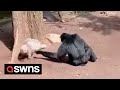 Funny moment mischievous gibbon provokes porcupine at Indonesian zoo | SWNS