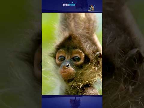 ¡El mono araña! Diseñado para escalar #shorts