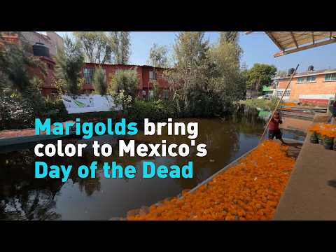 Marigolds bring color to Mexico's Day of the Dead
