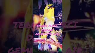 Download lagu Terapi Pleci Dengan Gemericik Air@siritbincuing5067 mp3