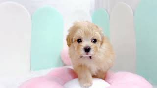ハーフ犬の動画01