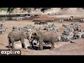 Africam Boteti River Zebra Migration Powered By EXPLORE Org