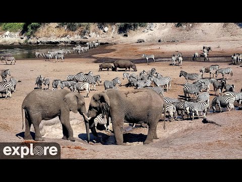 Zebra Migration Cam