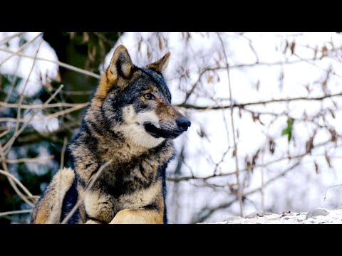 mnyk - Köpeksiz Köy (Prod. by Numss)