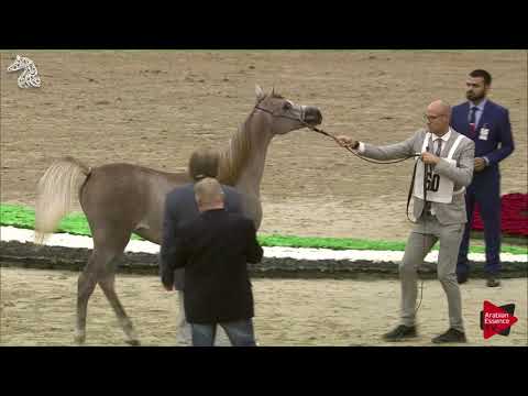 N 60 BARSHAM AL ZOBAIR   SHARJAH 2018 SE