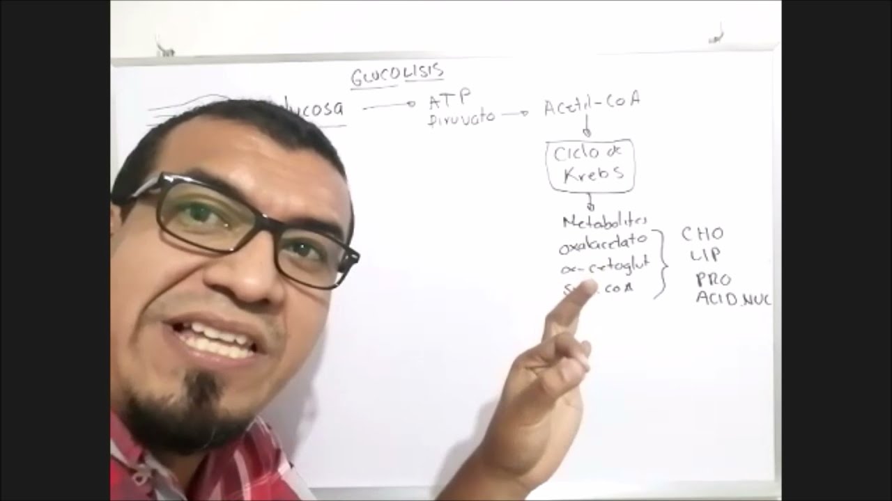 E5 - Metabolismo bacteriano: ¿Cómo generan la energía las bacterias?