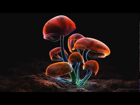 Vaktun vs Nobu Kamata -  High Attack [HD]